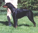 Dobfancier's Nezza