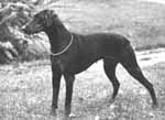 Dobfancier's Lizzie