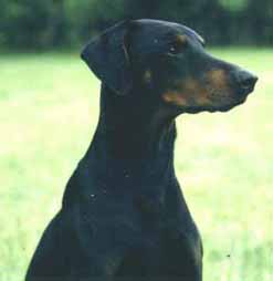 Doberhill Black Nando