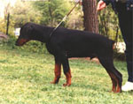 Dobfancier's Nezzoz