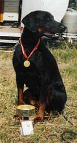 Dobfancier's Nizzi