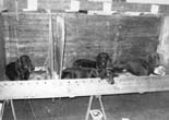 Dobfancier's Lazlo, Lizzie& Larizza